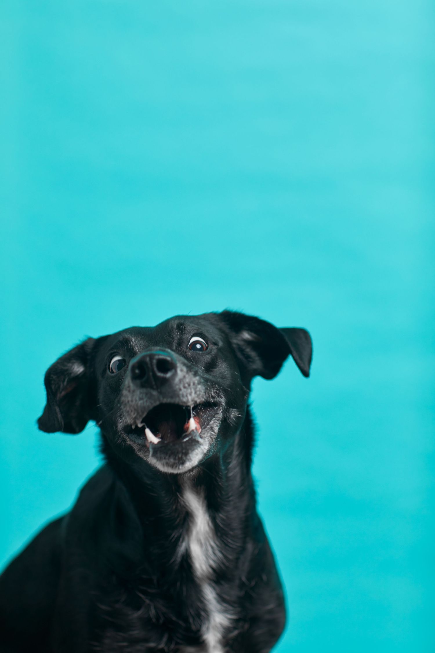 Dog agility, dog show, and portrait photography by ZB Photos — Louisville KY dog sport photographer serving the Midwest and Southeast.