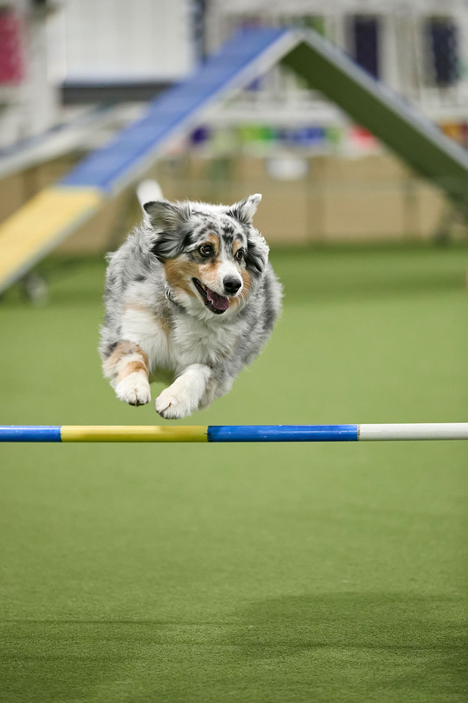 Dog agility, dog show, and portrait photography by ZB Photos — Louisville KY dog sport photographer serving the Midwest and Southeast.