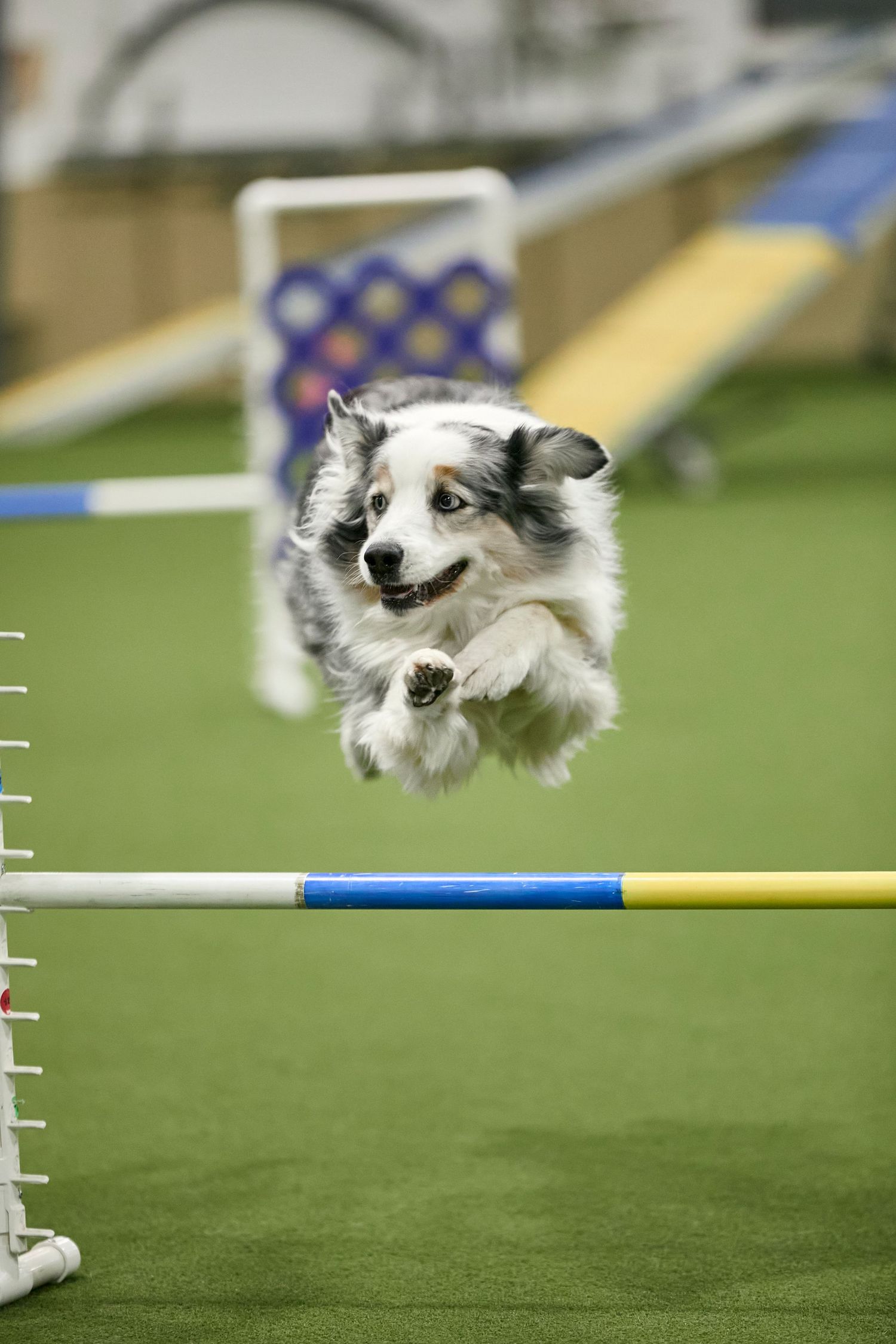 Dog agility, dog show, and portrait photography by ZB Photos — Louisville KY dog sport photographer serving the Midwest and Southeast.