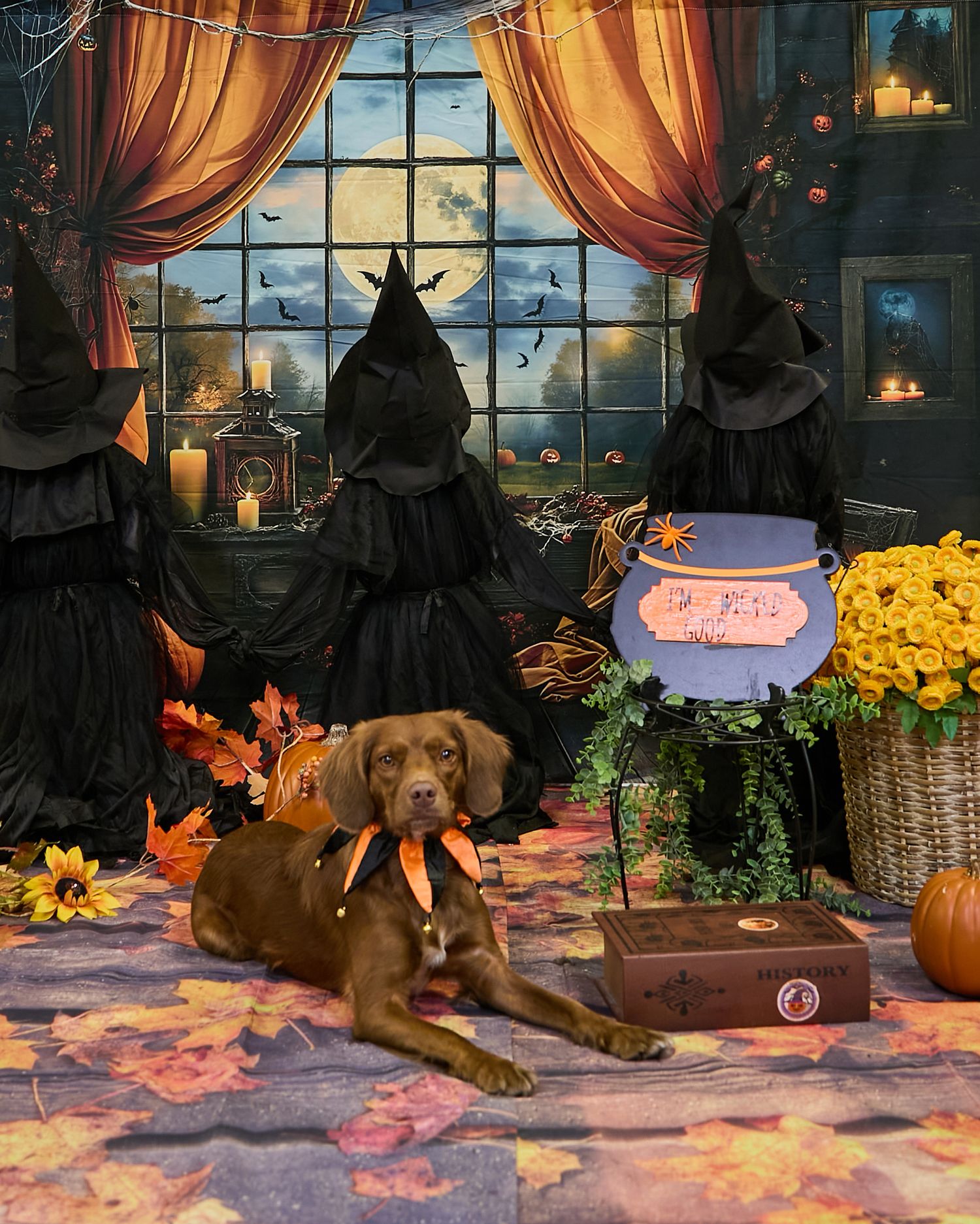 Dog agility, dog show, and portrait photography by ZB Photos — Louisville KY dog sport photographer serving the Midwest and Southeast.