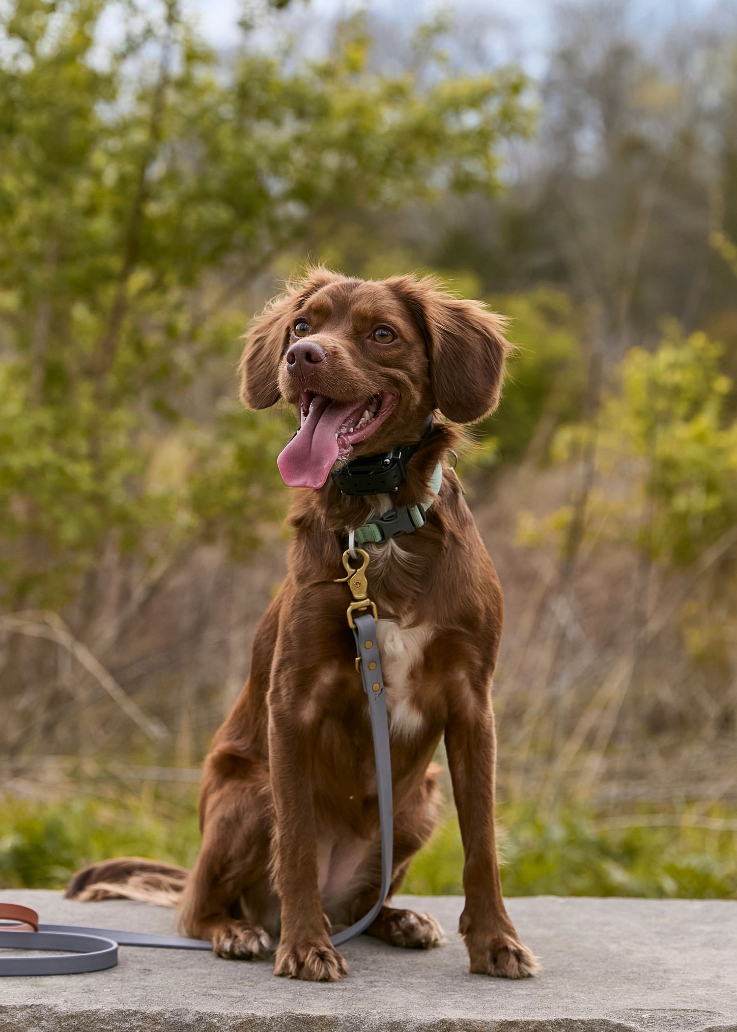 Dog agility, dog show, and portrait photography by ZB Photos — Louisville KY dog sport photographer serving the Midwest and Southeast.