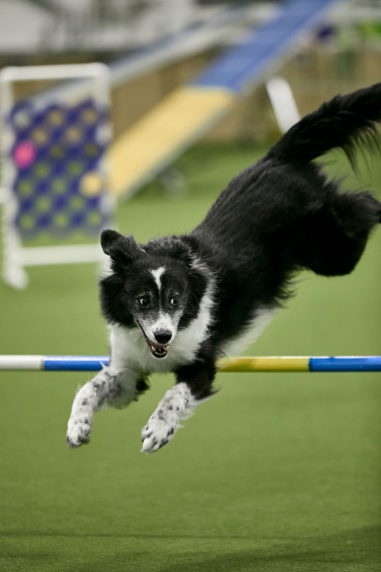 Dog agility, dog show, and portrait photography by ZB Photos — Louisville KY dog sport photographer serving the Midwest and Southeast.
