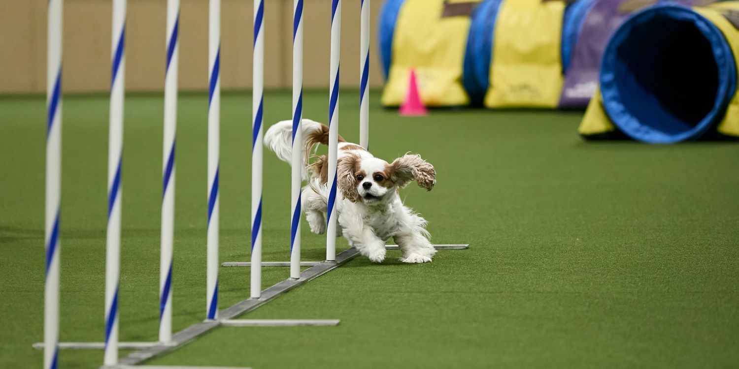 Dog agility, dog show, and portrait photography by ZB Photos — Louisville KY dog sport photographer serving the Midwest and Southeast.