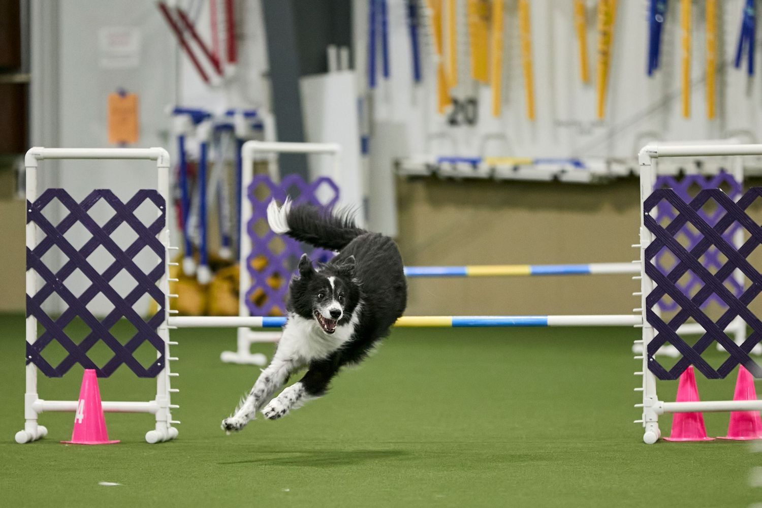 Dog agility, dog show, and portrait photography by ZB Photos — Louisville KY dog sport photographer serving the Midwest and Southeast.