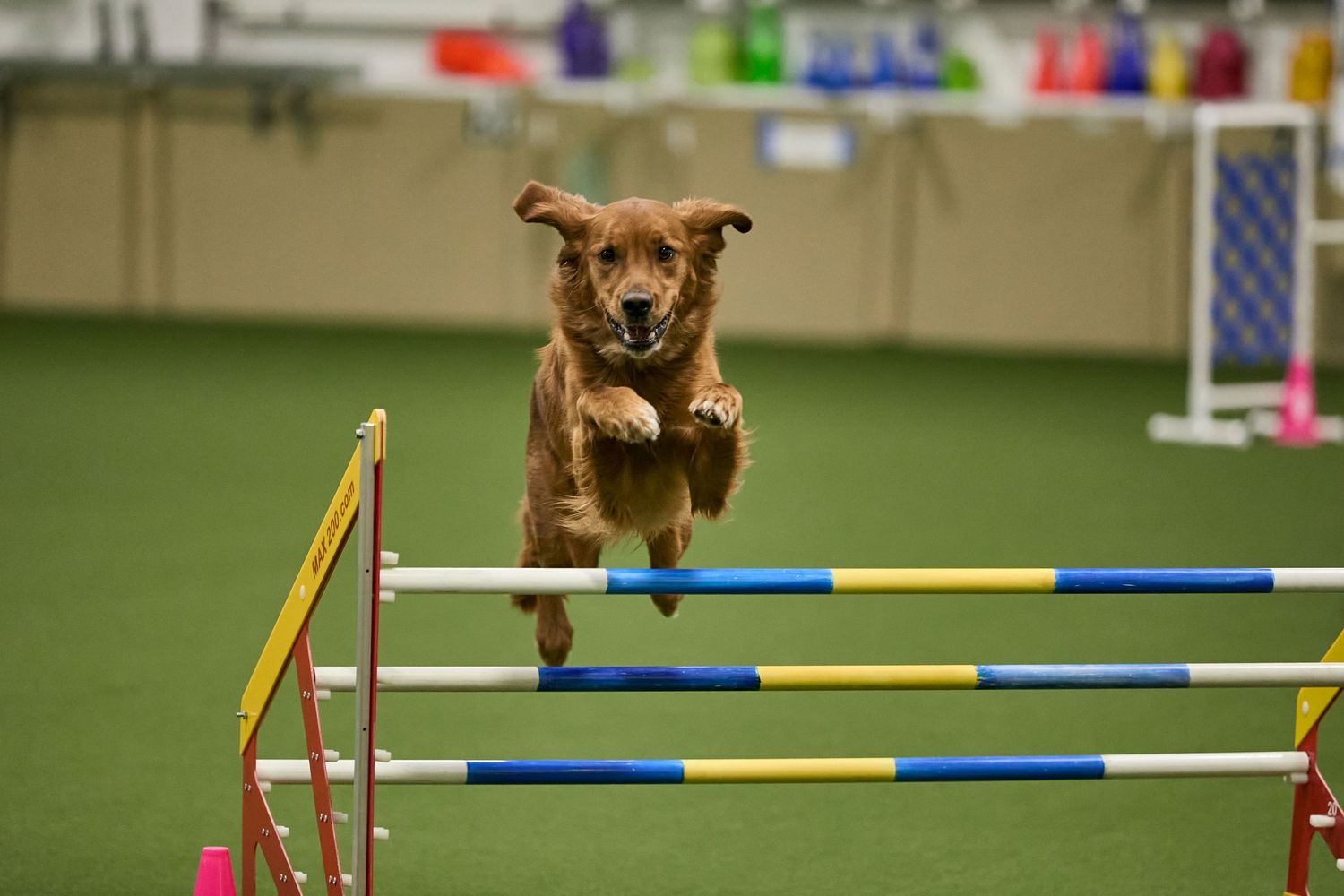Dog agility, dog show, and portrait photography by ZB Photos — Louisville KY dog sport photographer serving the Midwest and Southeast.