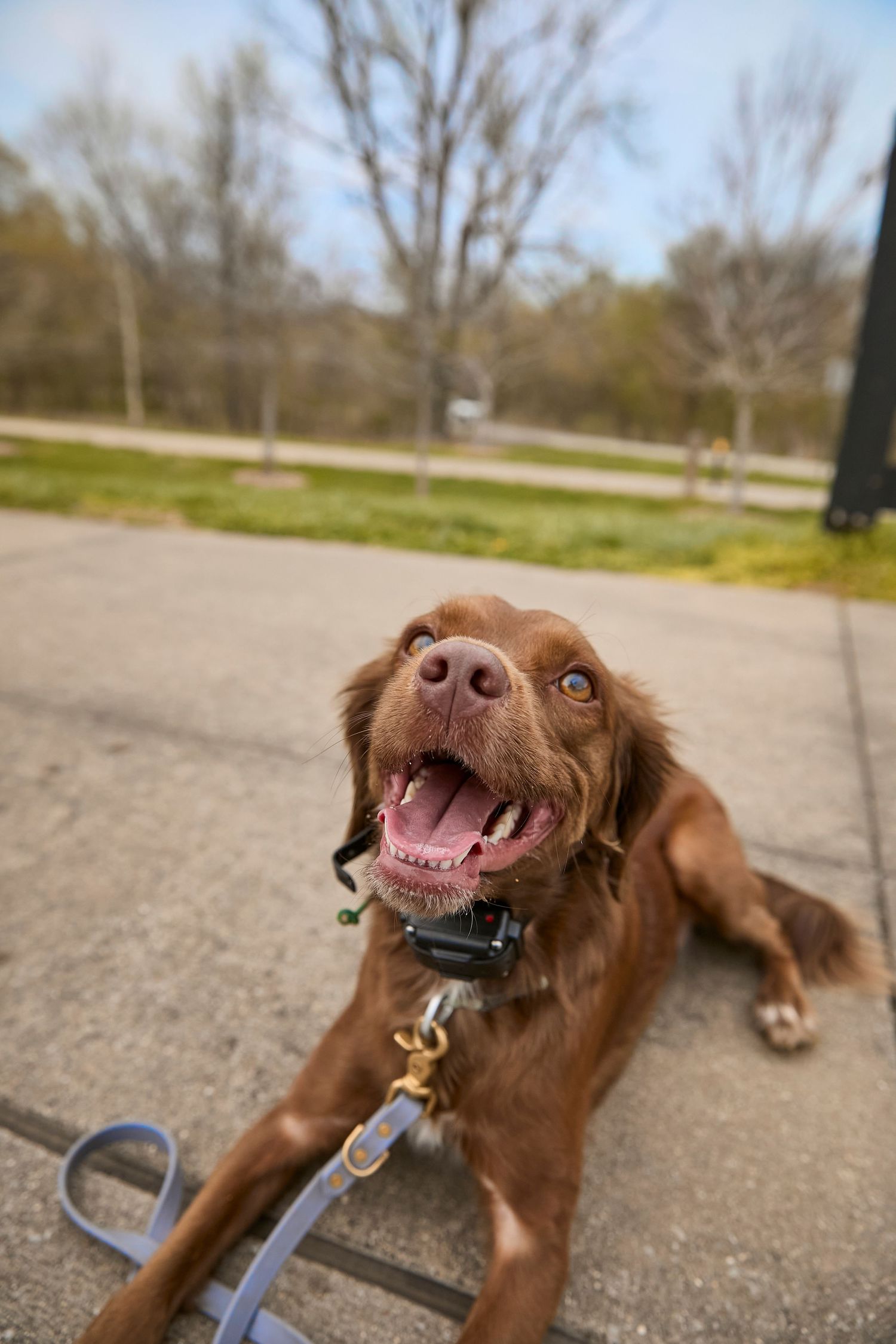 Dog agility, dog show, and portrait photography by ZB Photos — Louisville KY dog sport photographer serving the Midwest and Southeast.