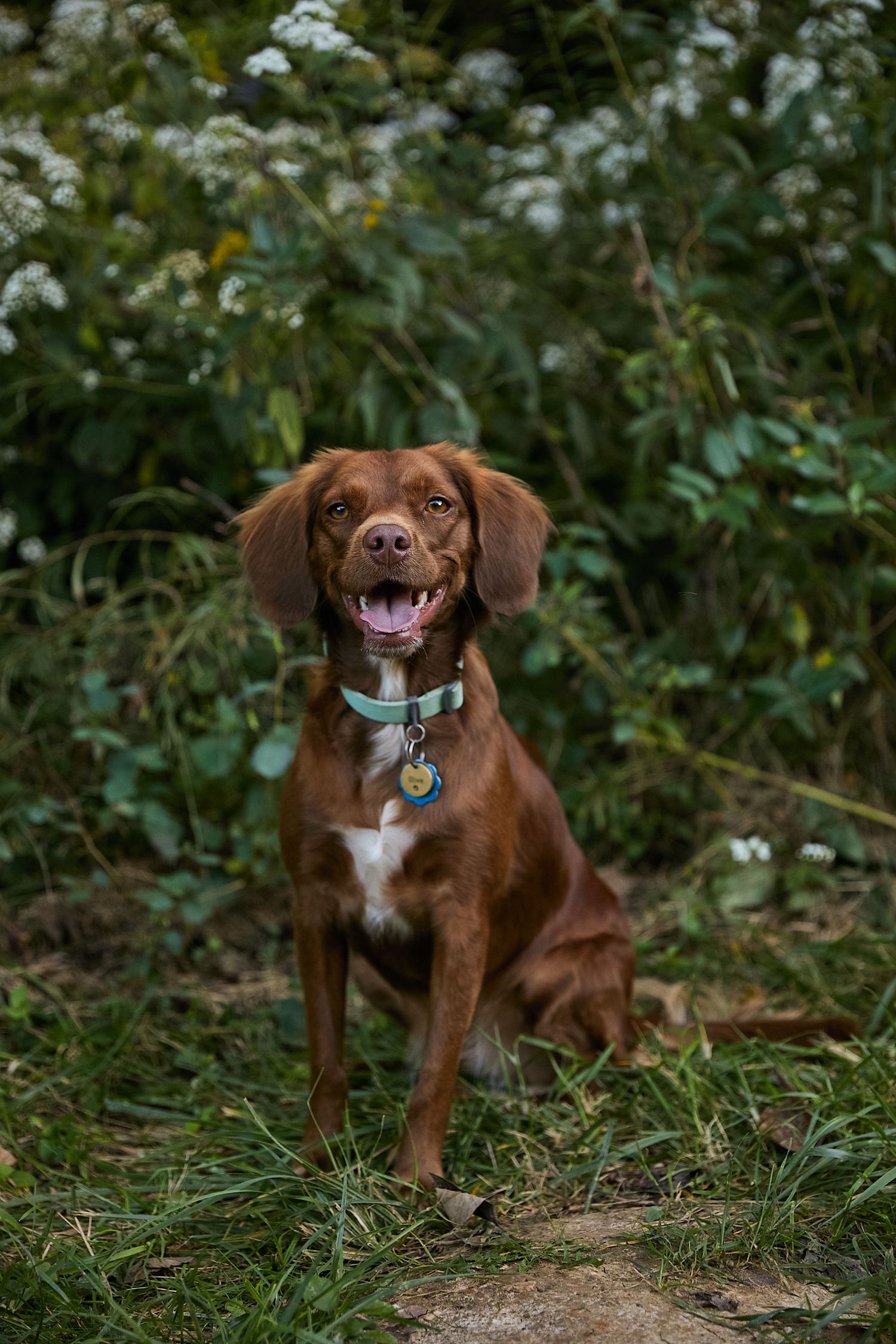 Dog agility, dog show, and portrait photography by ZB Photos — Louisville KY dog sport photographer serving the Midwest and Southeast.