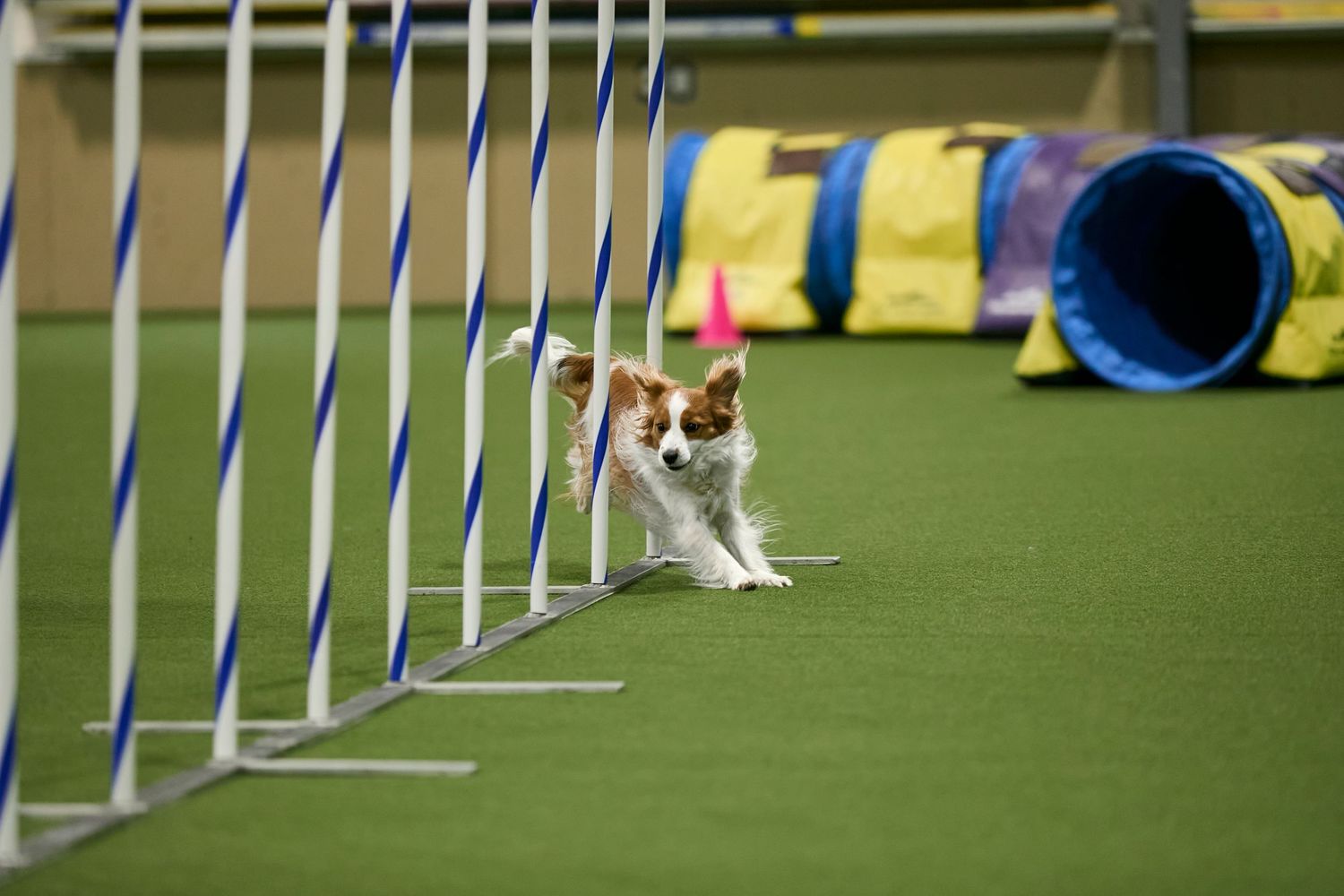 Dog agility, dog show, and portrait photography by ZB Photos — Louisville KY dog sport photographer serving the Midwest and Southeast.