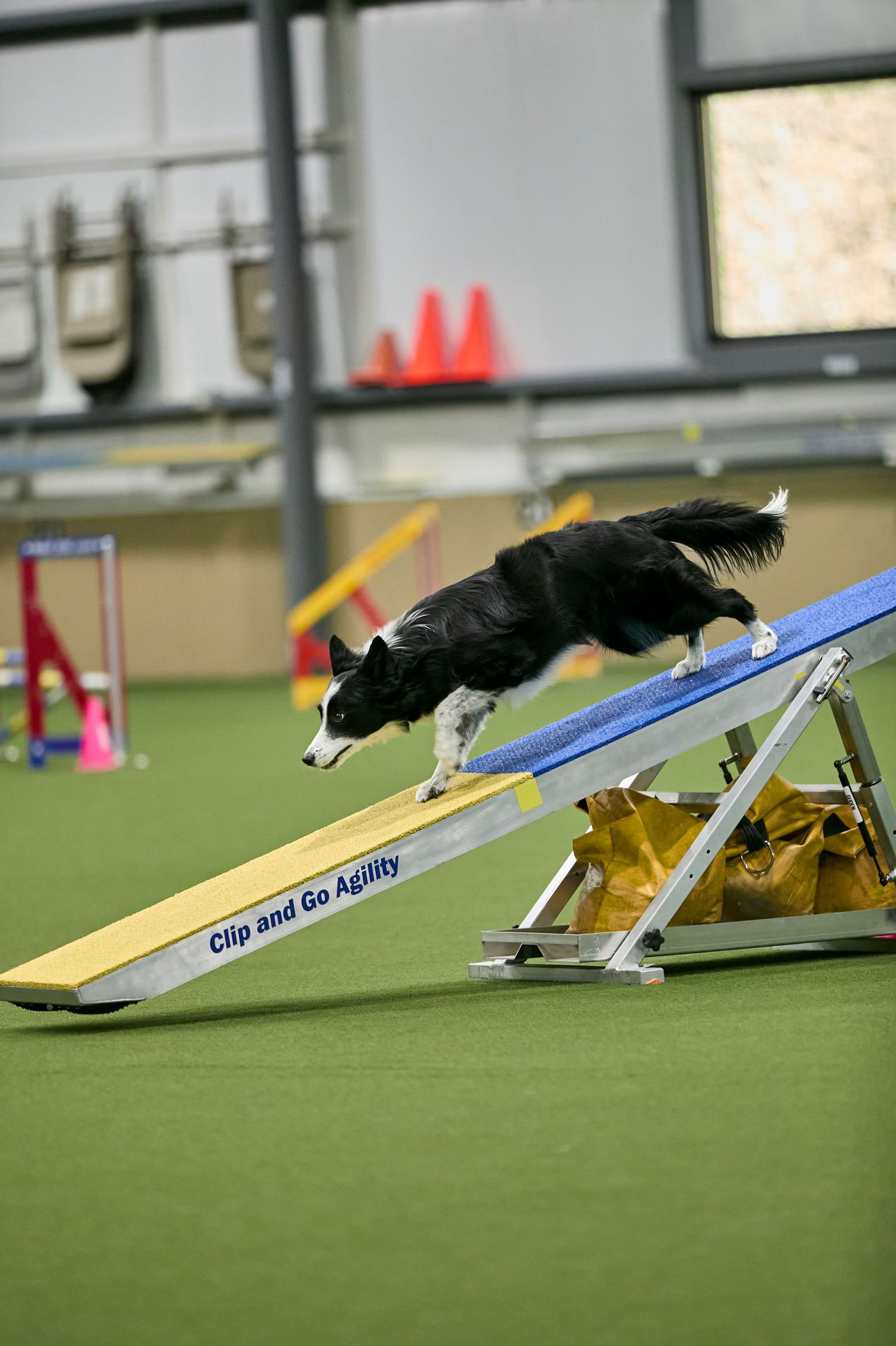 Dog agility, dog show, and portrait photography by ZB Photos — Louisville KY dog sport photographer serving the Midwest and Southeast.