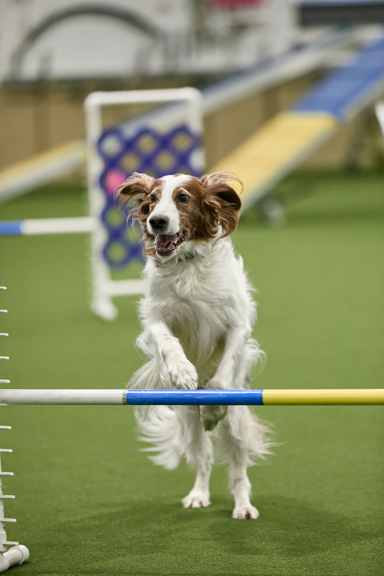 Dog agility, dog show, and portrait photography by ZB Photos — Louisville KY dog sport photographer serving the Midwest and Southeast.