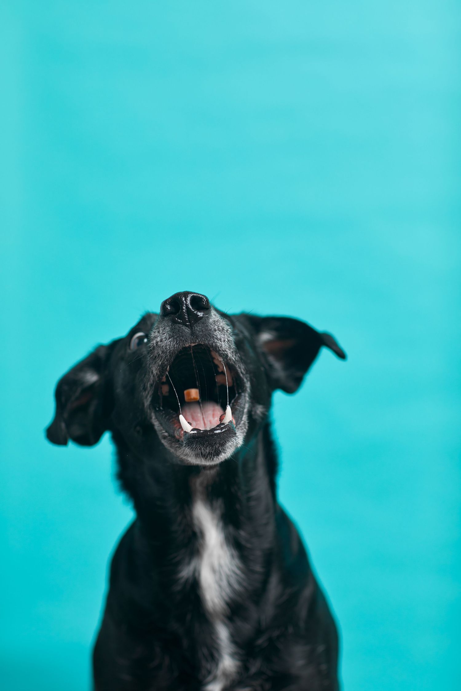 Dog agility, dog show, and portrait photography by ZB Photos — Louisville KY dog sport photographer serving the Midwest and Southeast.