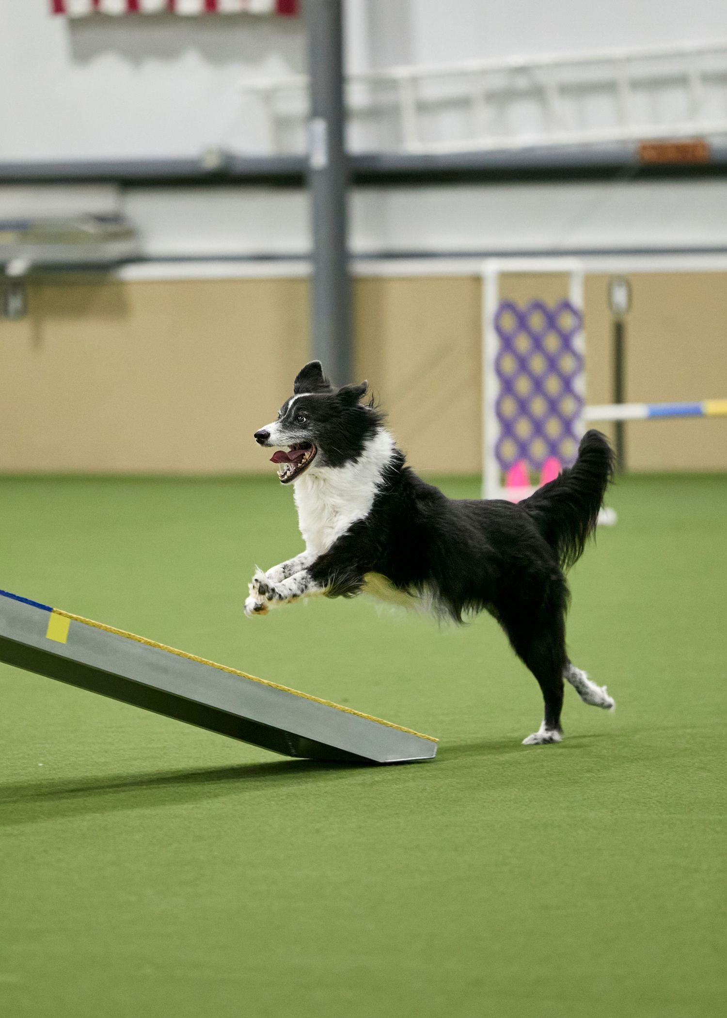 Dog agility, dog show, and portrait photography by ZB Photos — Louisville KY dog sport photographer serving the Midwest and Southeast.