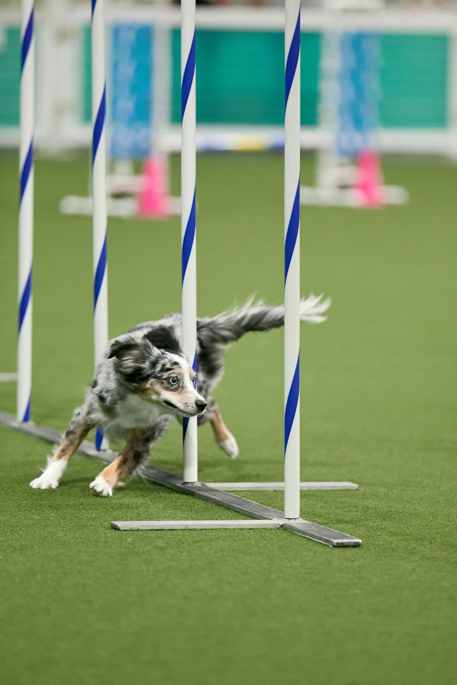 Dog agility, dog show, and portrait photography by ZB Photos — Louisville KY dog sport photographer serving the Midwest and Southeast.