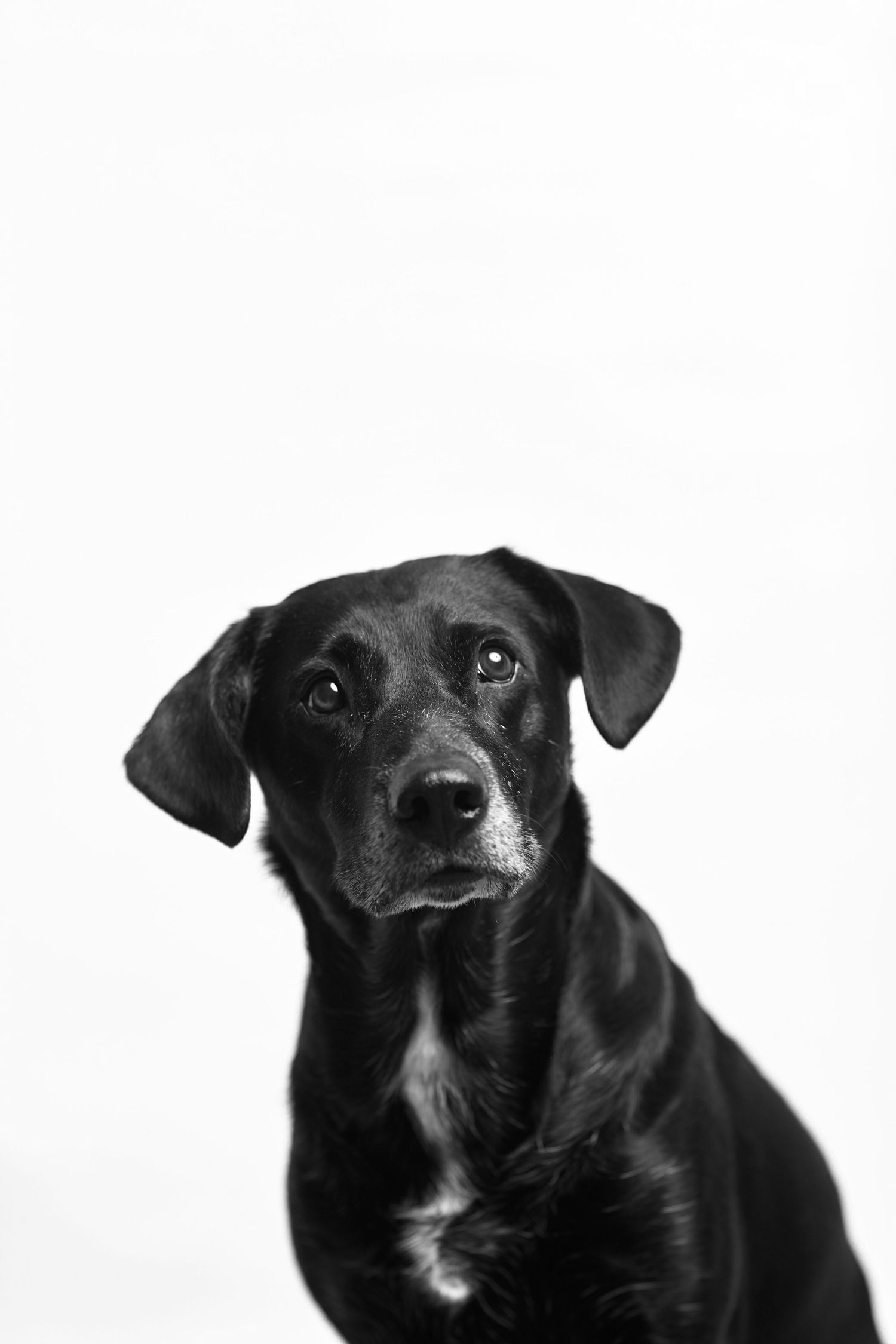 Dog agility, dog show, and portrait photography by ZB Photos — Louisville KY dog sport photographer serving the Midwest and Southeast.