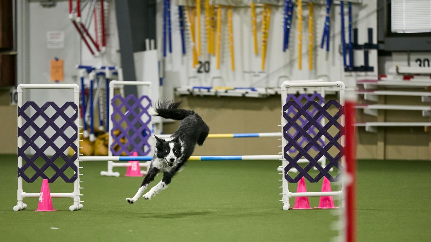 Dog agility, dog show, and portrait photography by ZB Photos — Louisville KY dog sport photographer serving the Midwest and Southeast.