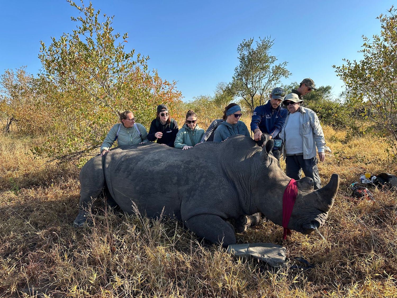 A group of people interacting with a large rhinoceros in a natural outdoor setting.