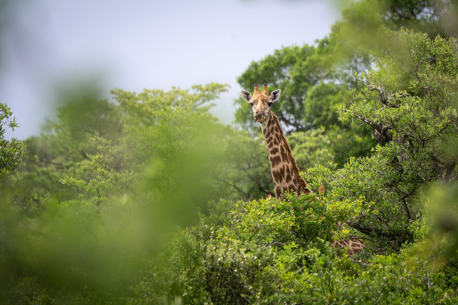 A giraffe stands among the trees and vegetation in in South Africa.