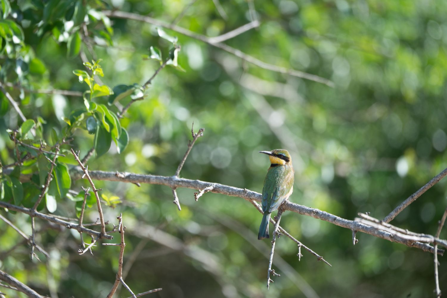 A small bird with a brown and white plumage is perched on a branch in a lush, green environment.