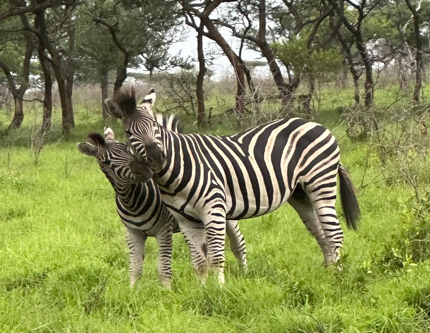 A herd of zebras grazes in a grassy field in South Africa surrounded by trees.
