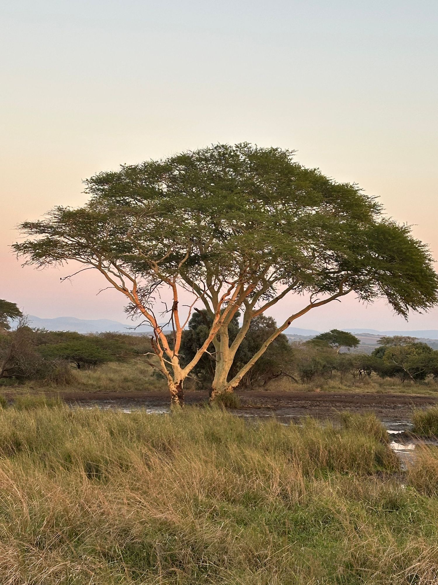 A large, sprawling tree with a wide canopy dominates the grassy landscape at sunset in South Africa .