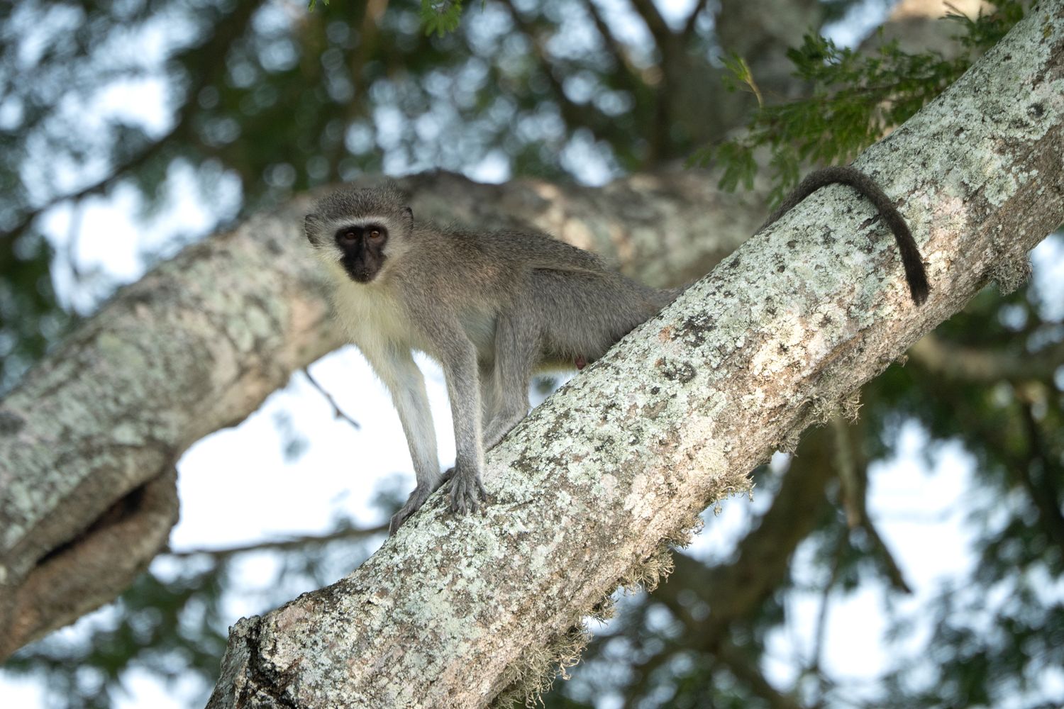 A monkey sits on a tree branch, its alert expression and fur-covered face clearly visible.