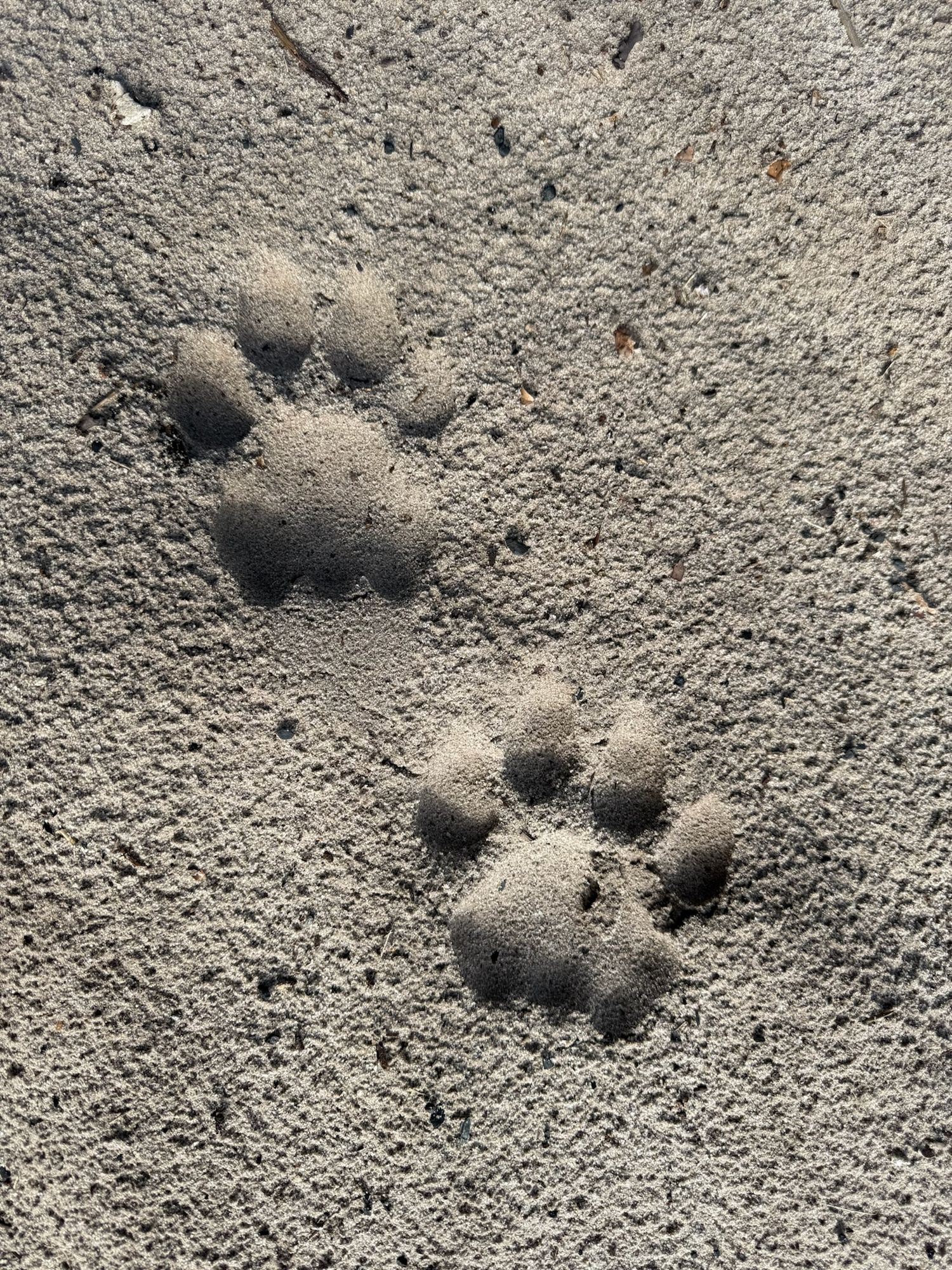Several animal tracks or paw prints visible in the sandy ground.