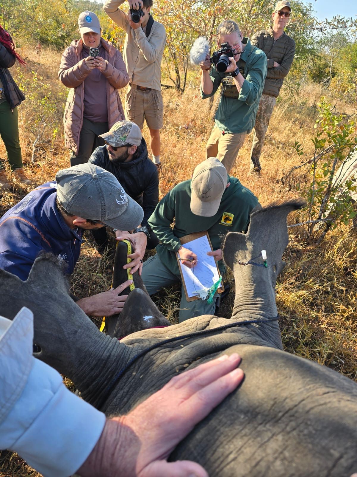 A group of people examining and interacting with a large animal, likely a rhino, in a natural outdoor setting.