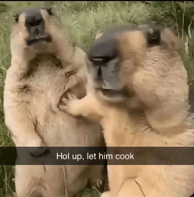 Two capybaras appear to interact humorously with a Snapchat caption reading Hol up, let him cook in a grassy field.