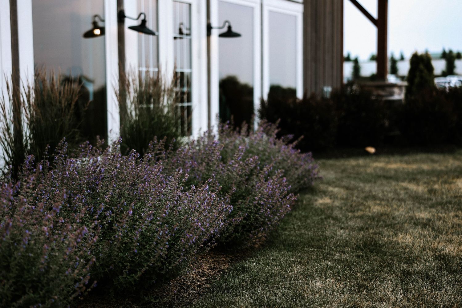 Lavender bushes bloom in front of a white barn wedding venue with vintage wall sconces at dusk.