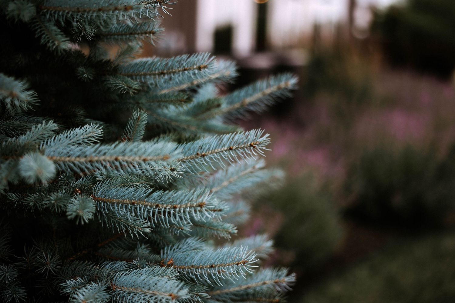 Close-up of blue spruce evergreen tree branches with soft bokeh garden background in natural light.
