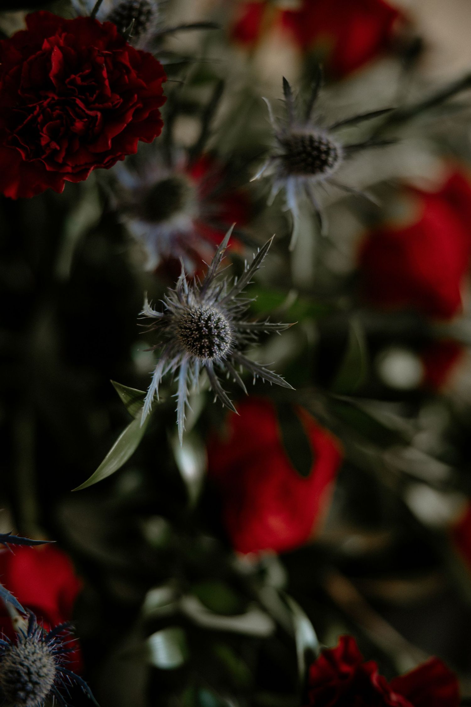 Close-up of a dark floral bouquet featuring red carnations and spiky blue eryngium thistle flowers at Urban Artifact in Cincinnati, Ohio