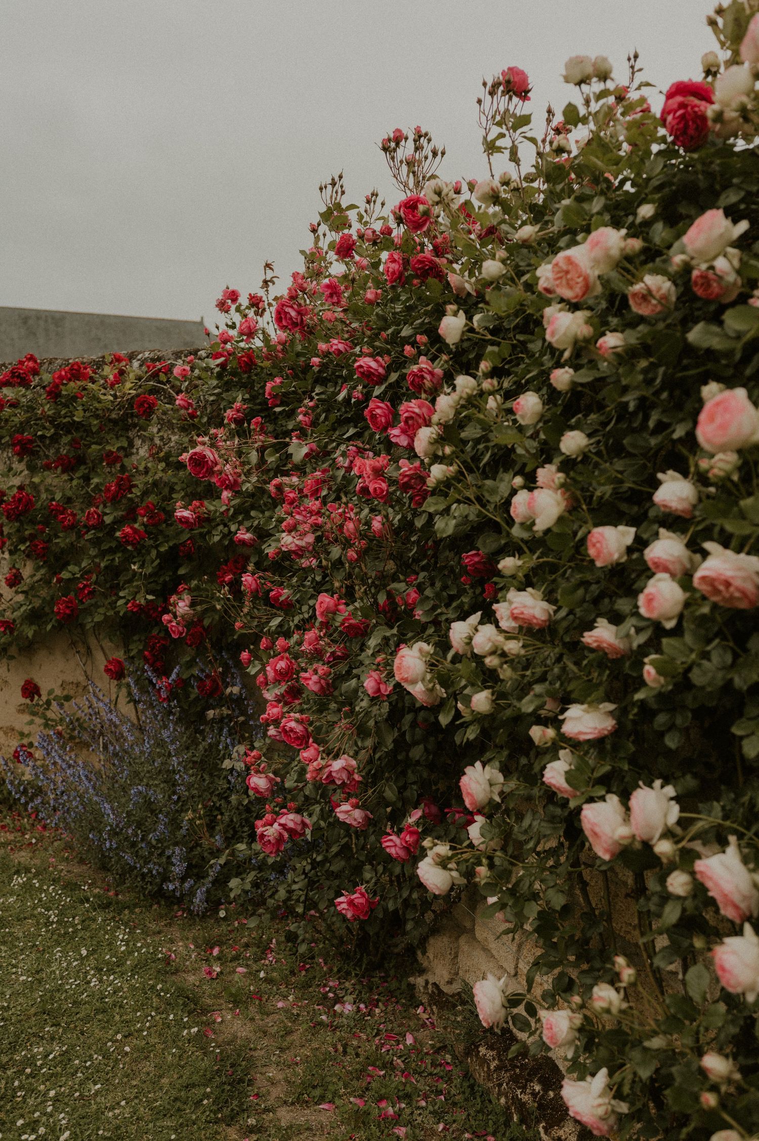 A lush garden wall covered in pink and red climbing roses against a moody sky.