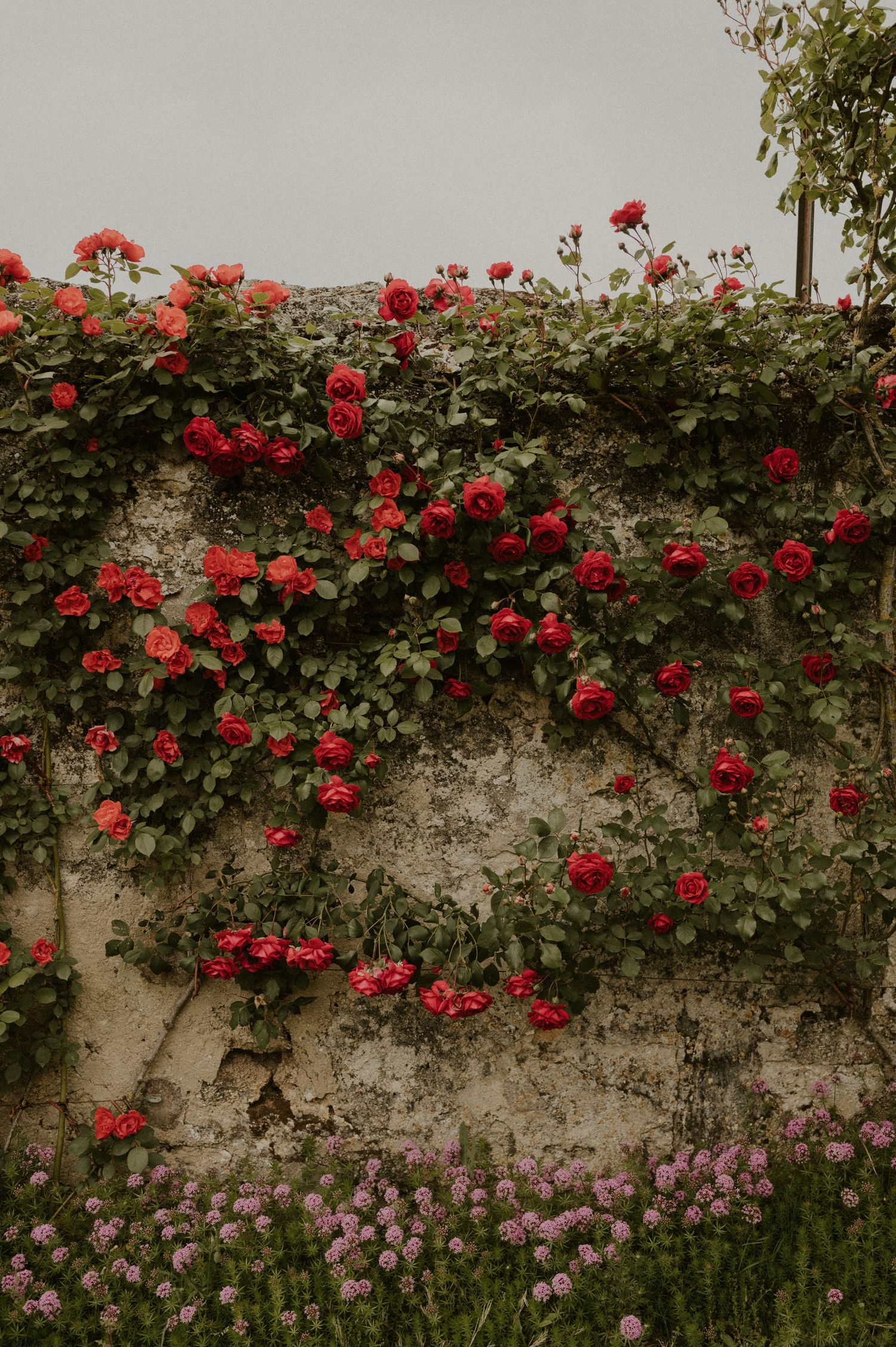 Red climbing roses adorning an aged stone wall with purple flowers below.
