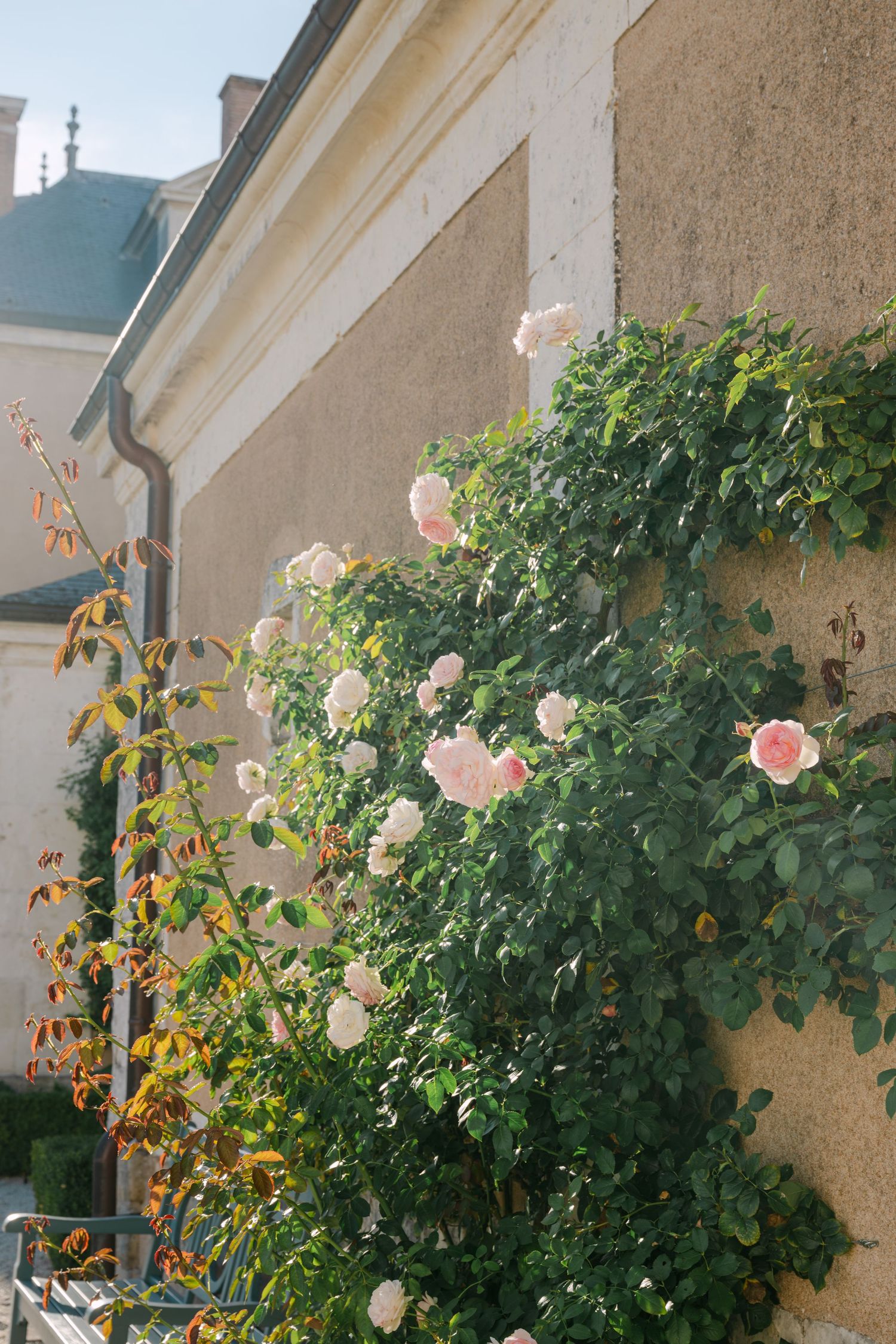 Lush climbing pale pink roses cascading along the exterior wall of a classic French chateau building.