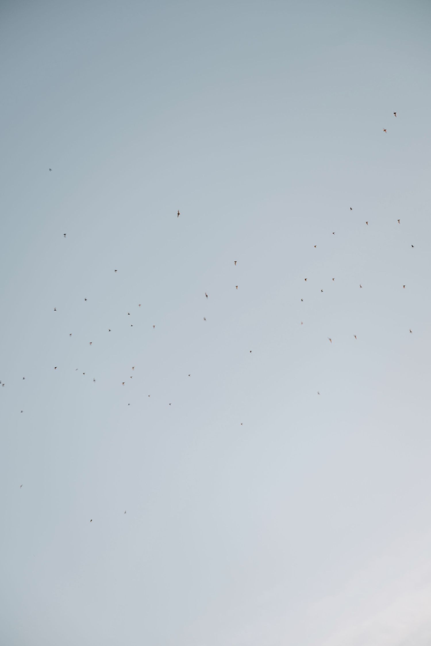 Flock of birds flying in a pale blue sky at dusk.