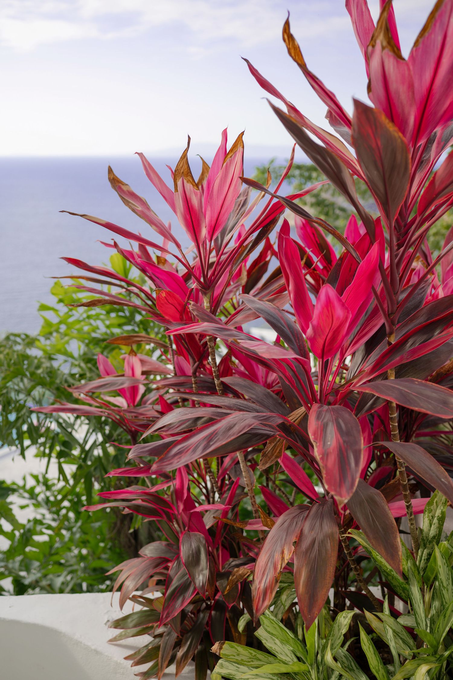 Vibrant red tropical cordyline plants with striking crimson leaves against a blue ocean backdrop.