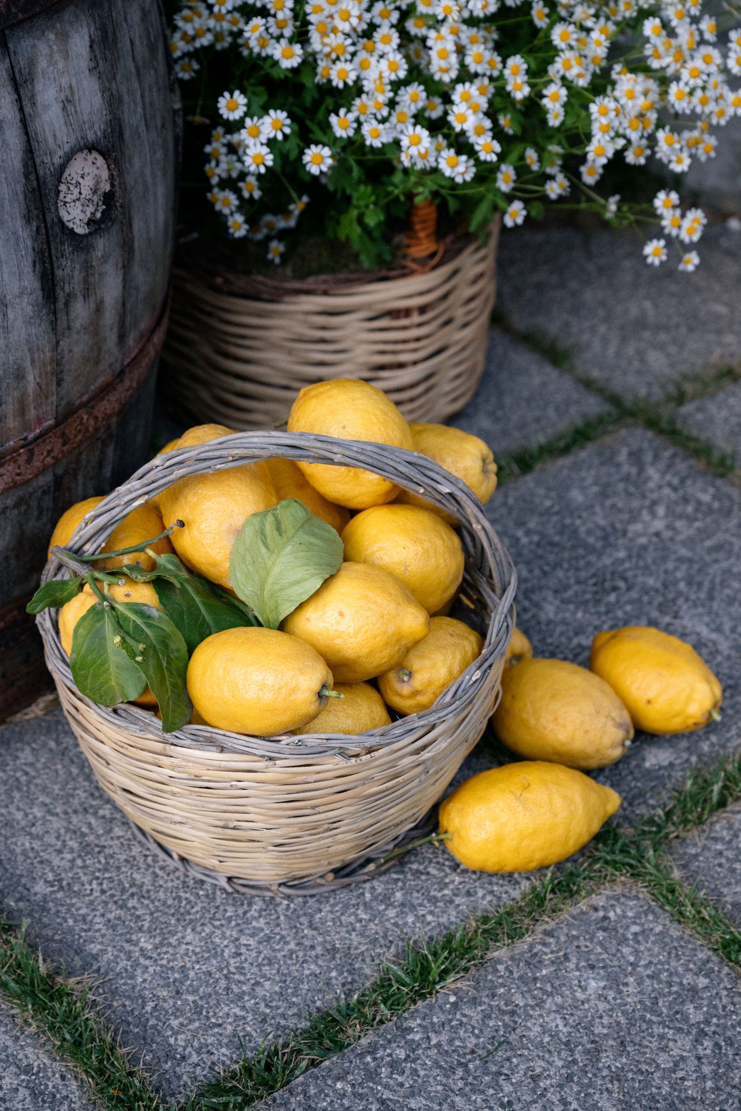 Wicker basket overflowing with fresh yellow lemons beside daisy flowers on stone pavement.