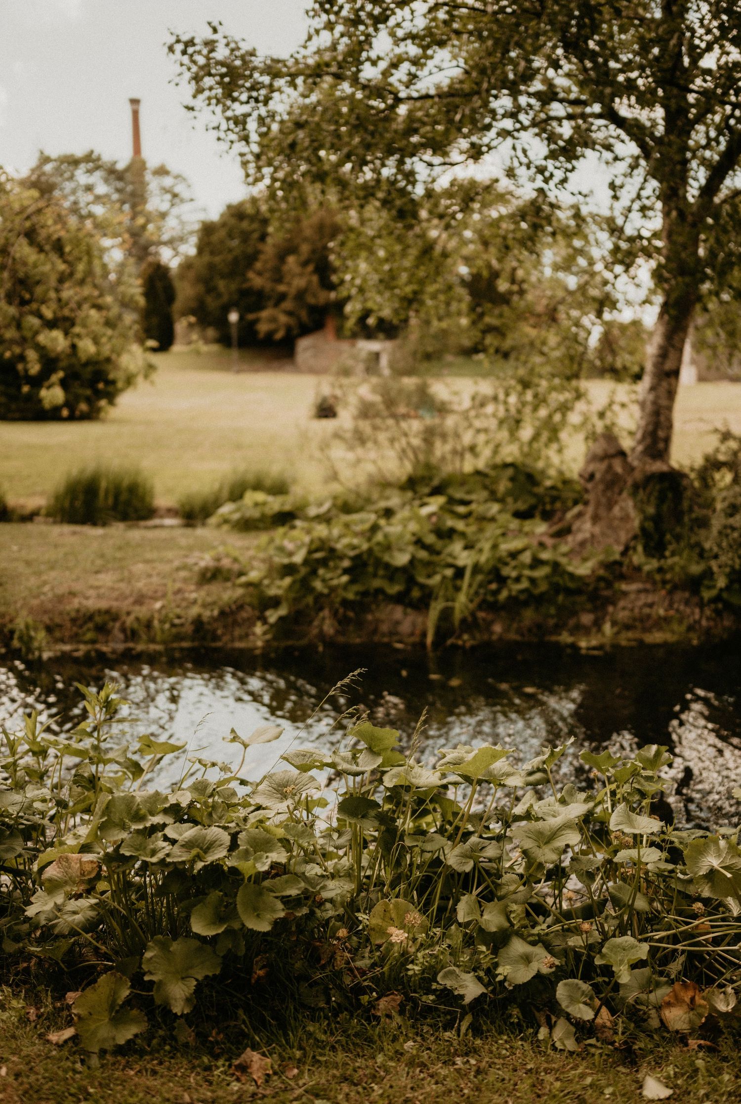 A tranquil garden pond surrounded by lush foliage and trees in a vintage-toned photograph.