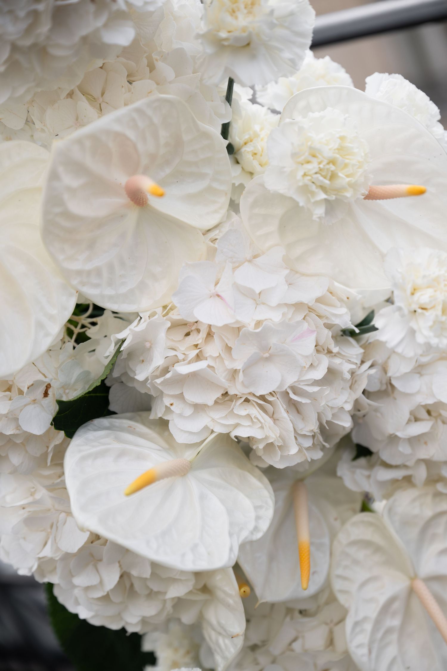 Close-up view of white carnations and anthuriums with delicate petals and yellow stamens.