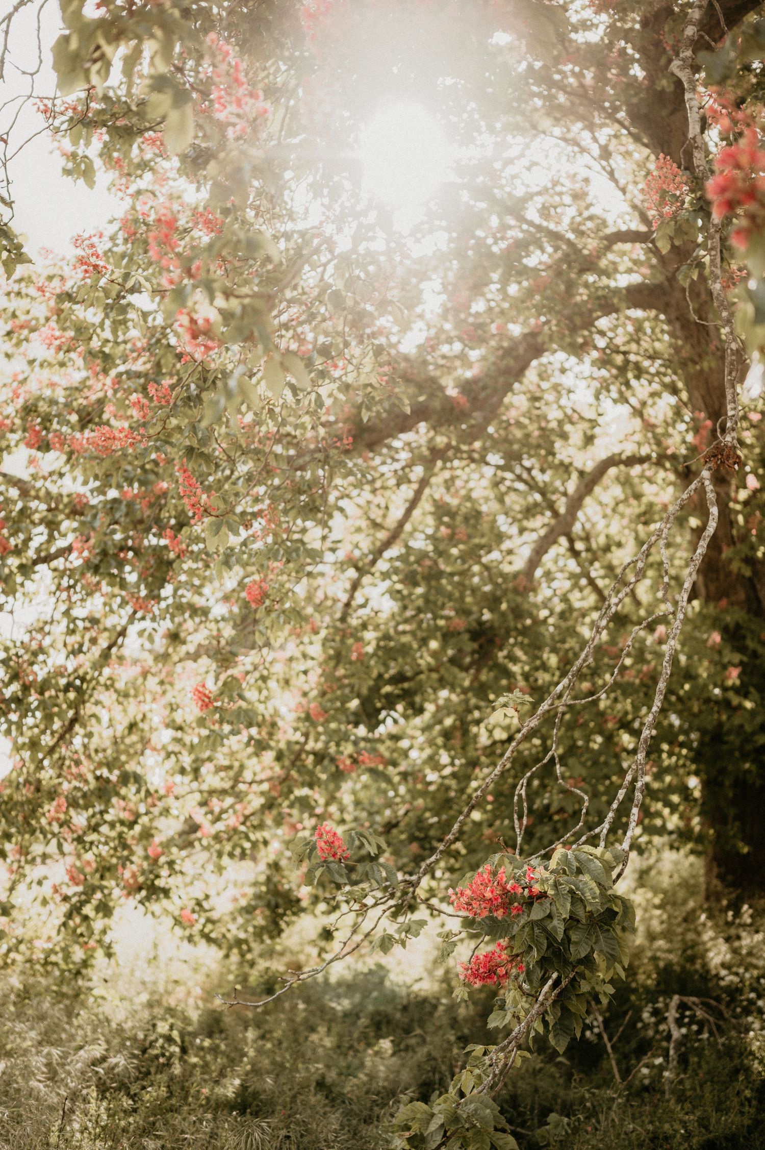 Sunlit rose bush with red blooms against dreamy bokeh background.