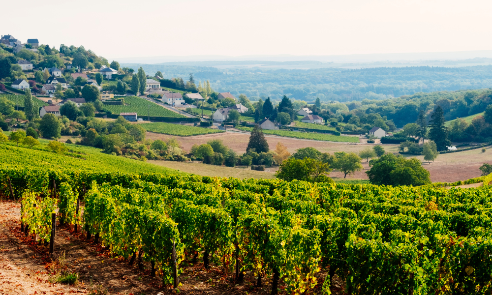 Rolling vineyards stretch across French countryside hills with village houses in the distance.