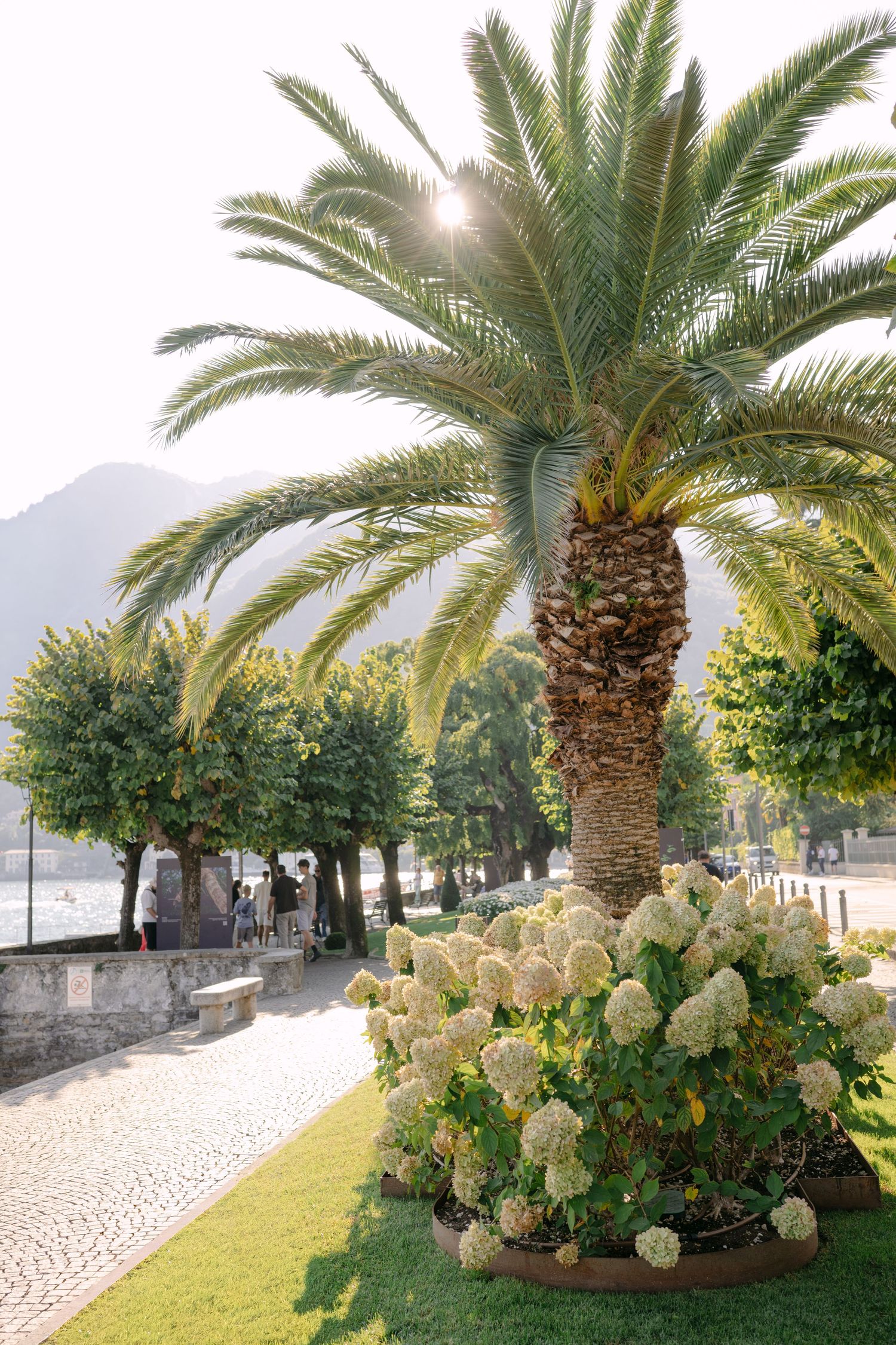 Sunlit palm tree surrounded by white hydrangeas on a cobblestone promenade with mountains in the background.