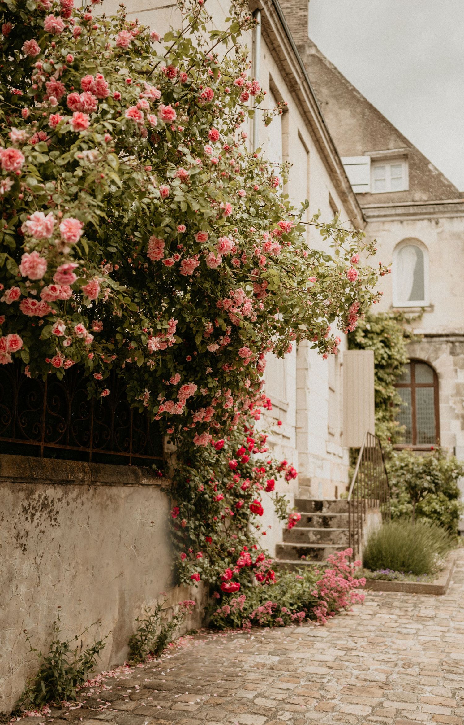 Pink climbing roses adorning a stone wall beside steps leading to a traditional building entrance.