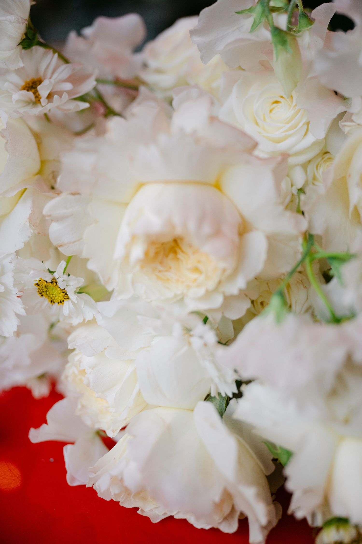 Close-up of delicate white roses and flowers with ruffled petals against a red background.