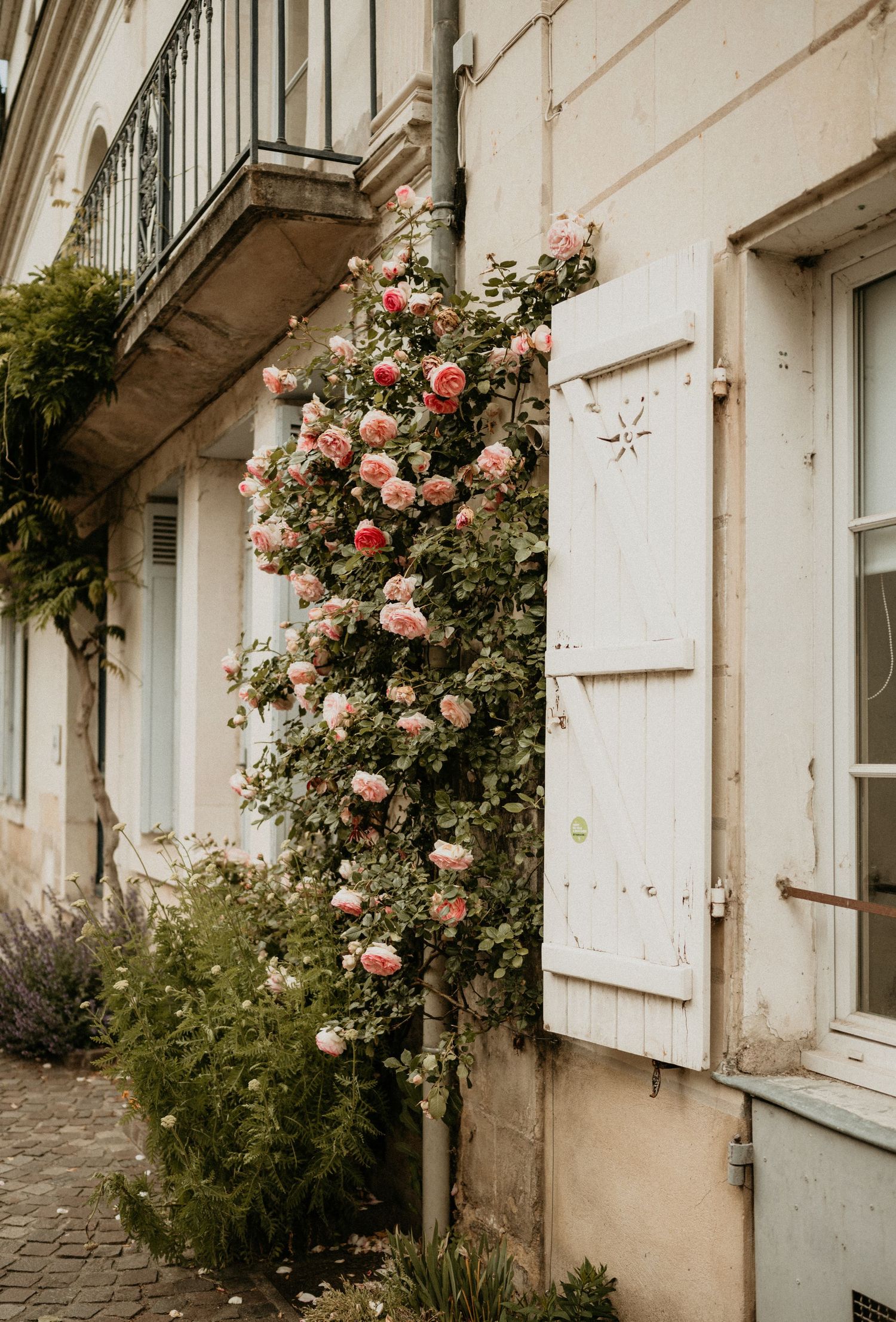Pink climbing roses against white wall with shuttered windows and ornate balcony.
