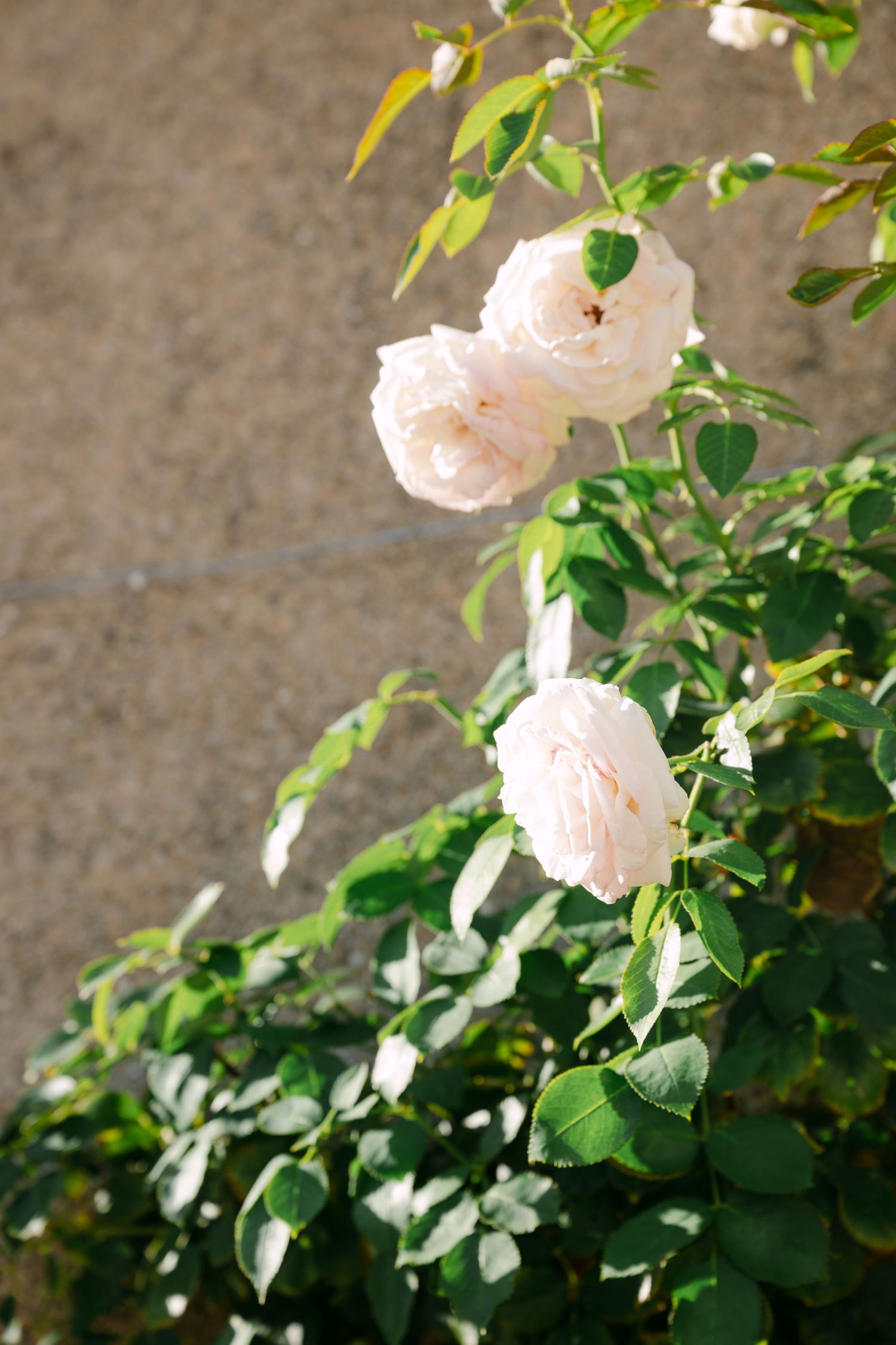 Delicate pale pink climbing roses blooming against a stone wall in soft natural sunlight.