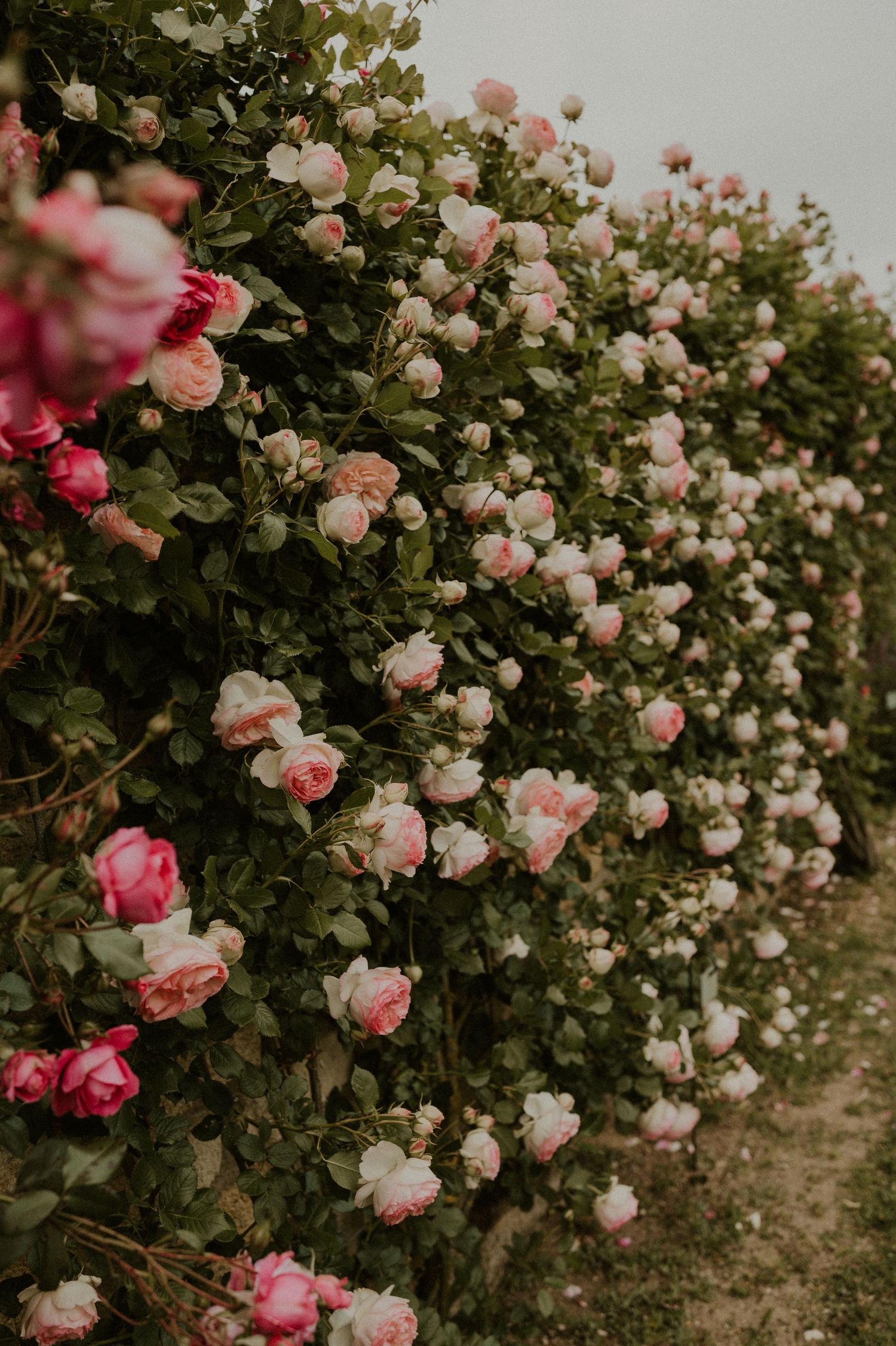 Pink and white roses blooming abundantly on a climbing bush in a garden setting.
