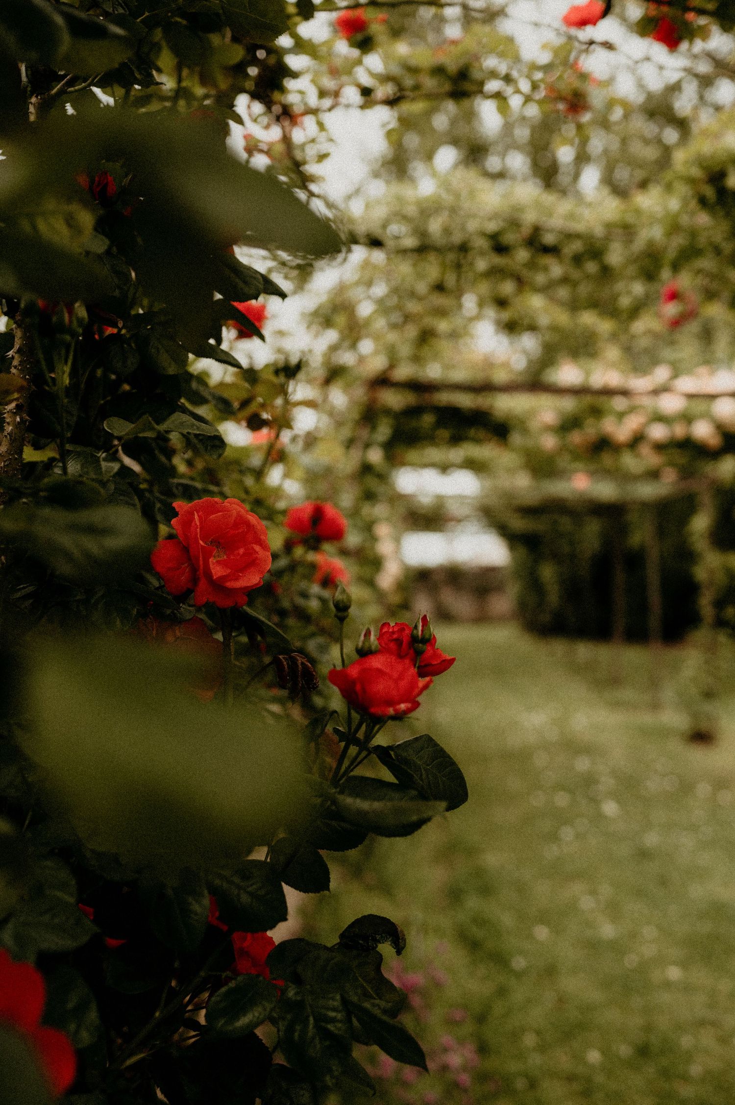 Vibrant red roses in selective focus with a blurred garden background.