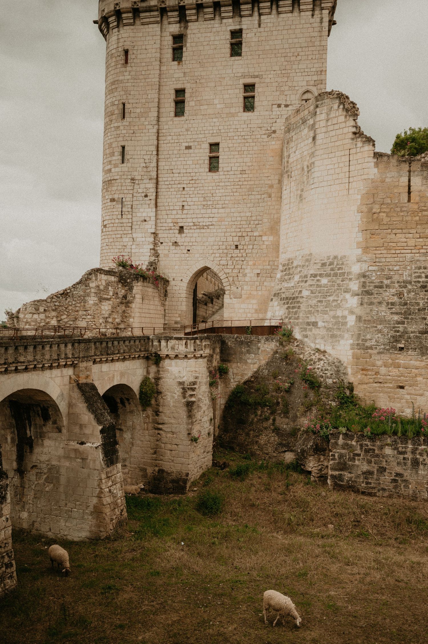 Ancient stone castle tower with arched bridge and sheep grazing below.