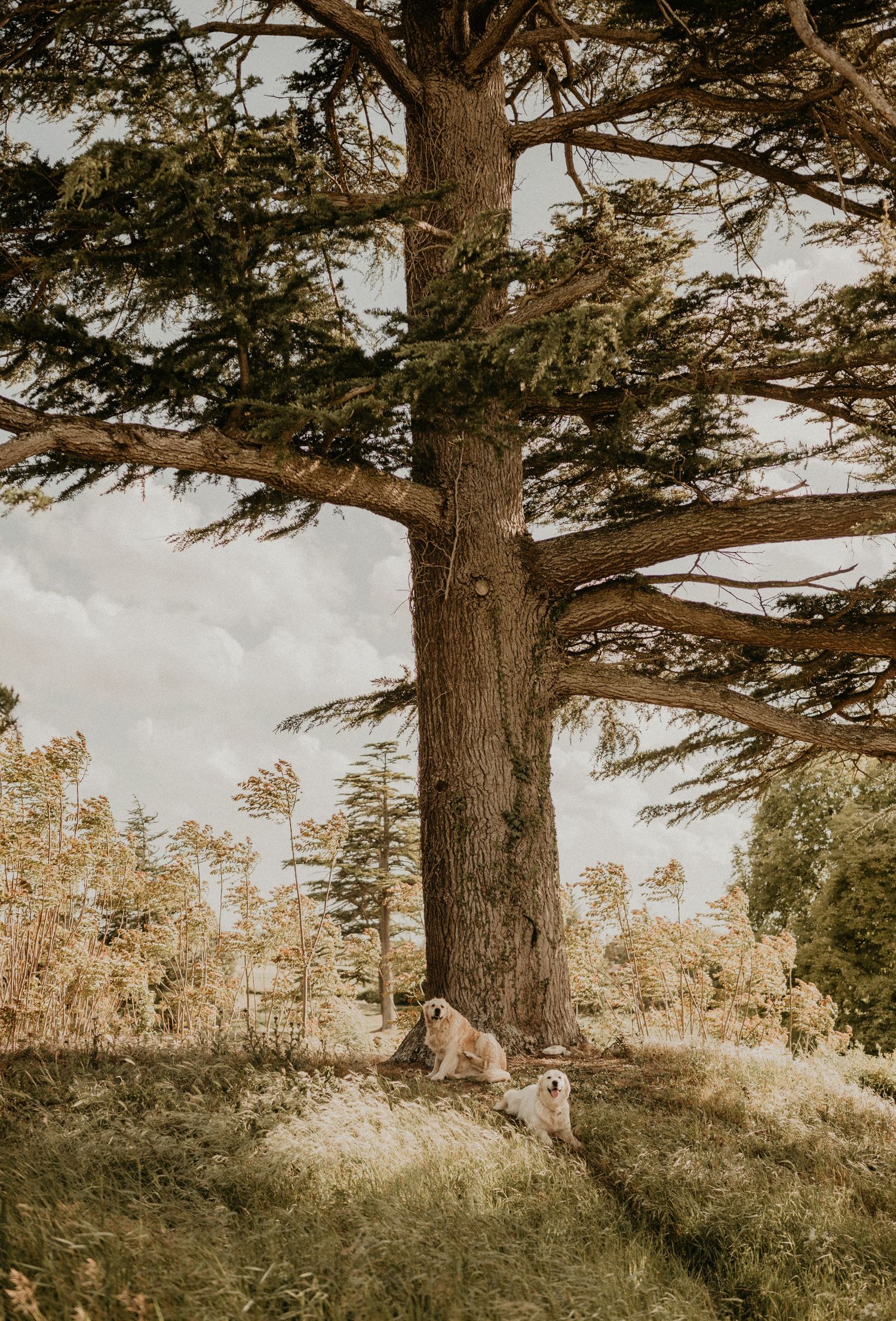 Majestic tall pine tree standing alone in a grassy field with cloudy sky backdrop.